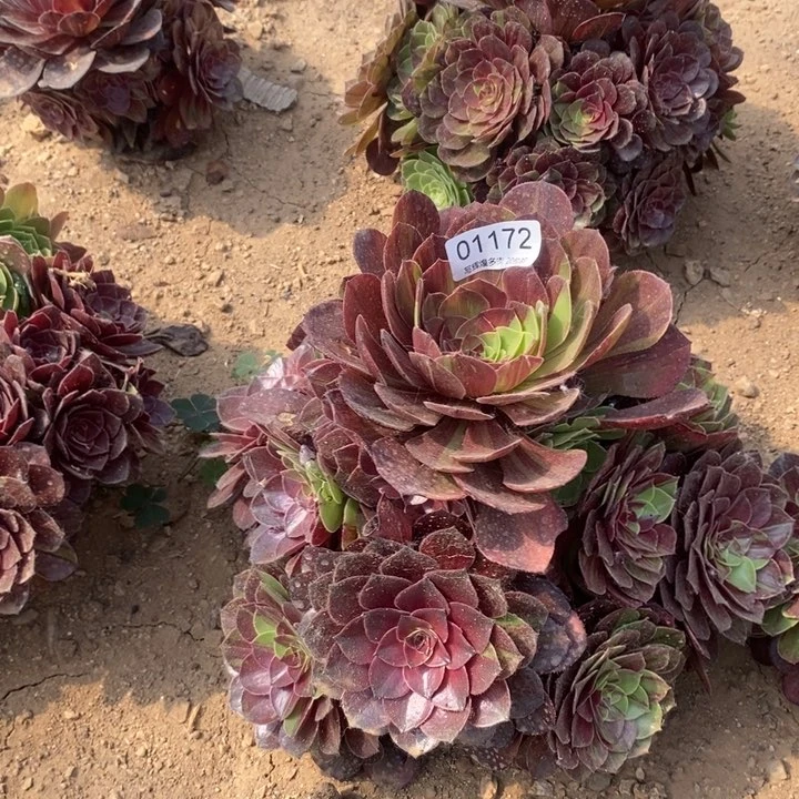 001172花月夜多肉植物