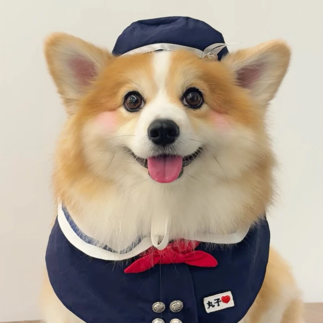 【闰森宠物】  小狗狗活体