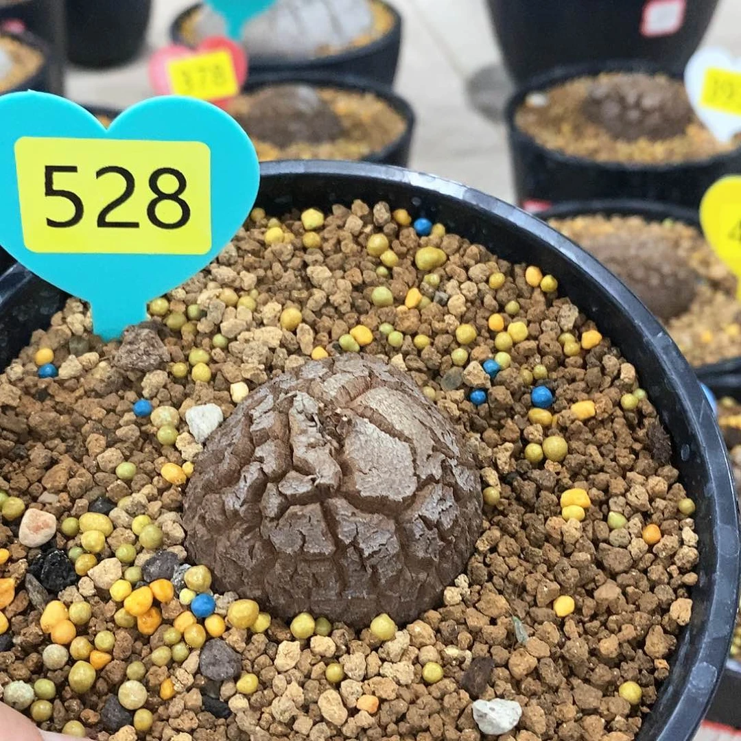 南非龟甲龙龟甲龙