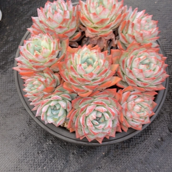 无花朵老*凳友家多肉一物一拍