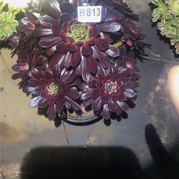 多肉法师813号墨言发货不包损