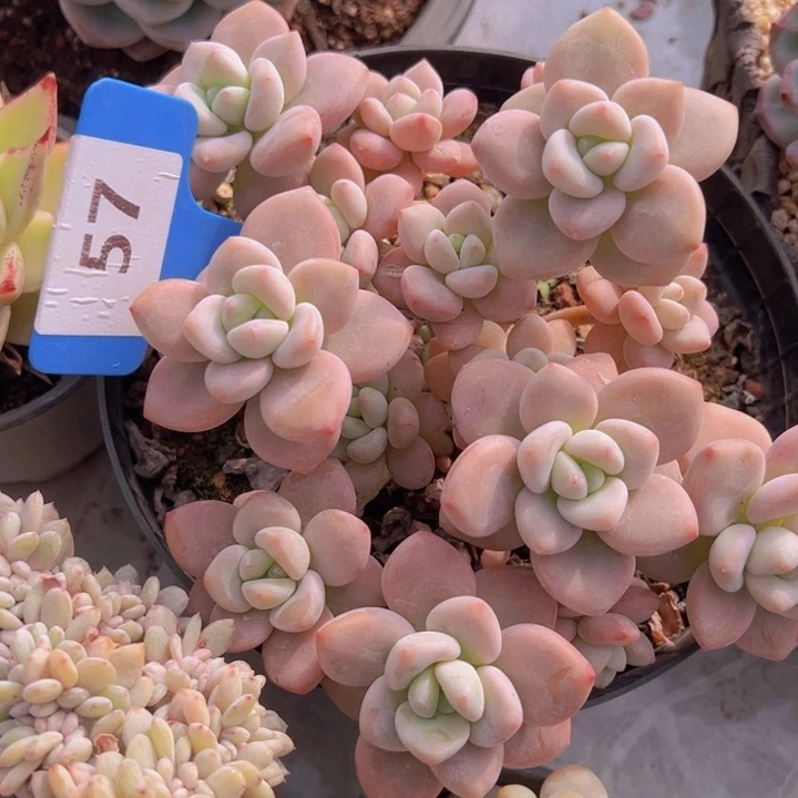 健健康康平平安安