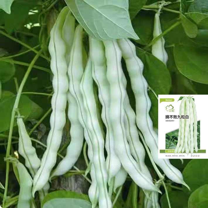 无筋白棒豆种籽【九粒白】四季豆早熟白芸豆肉豆春夏秋南方蔬菜种子