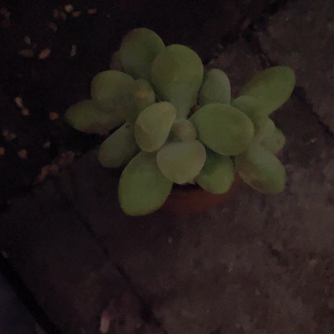 ？***芒果多肉植物多肉
