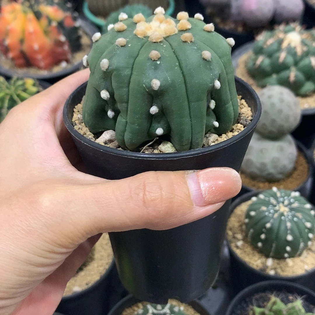 实生根指琉璃海星腿