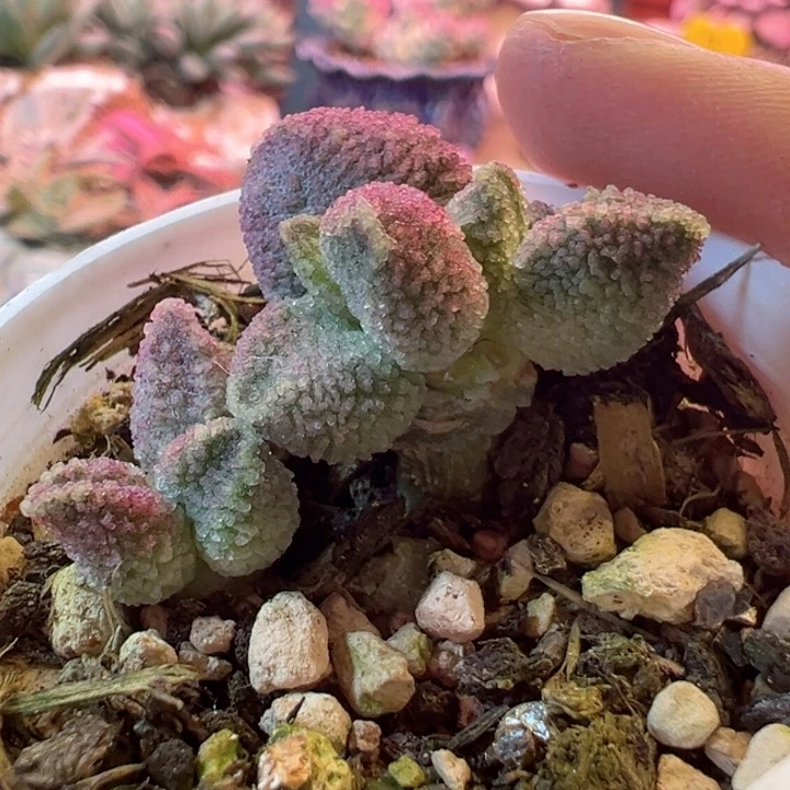 用****2可以说是我的最