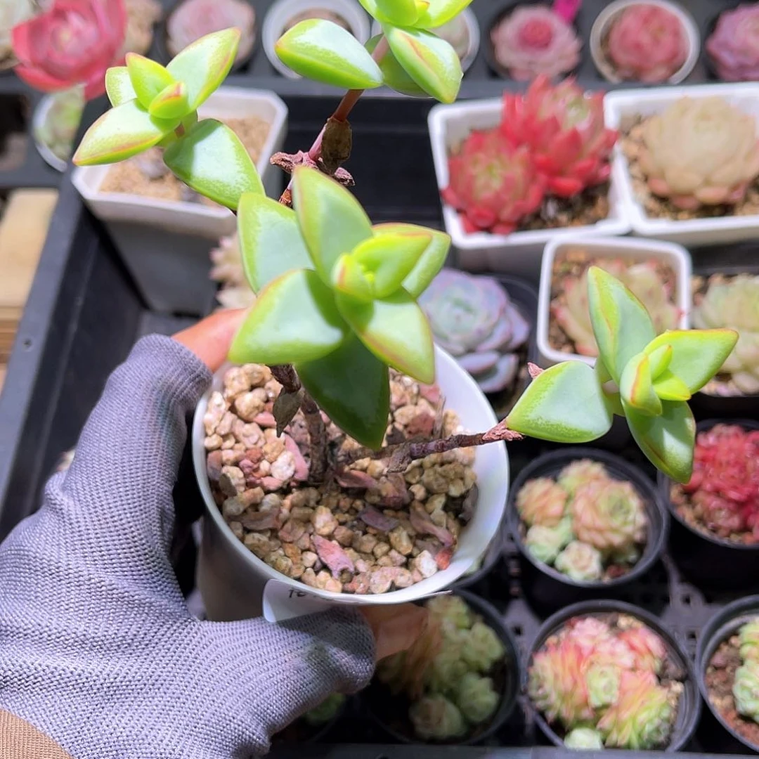 花14-195自由女神