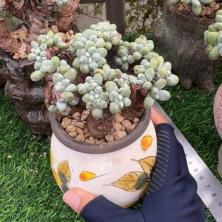 绿豆拇指仙女杯老庄