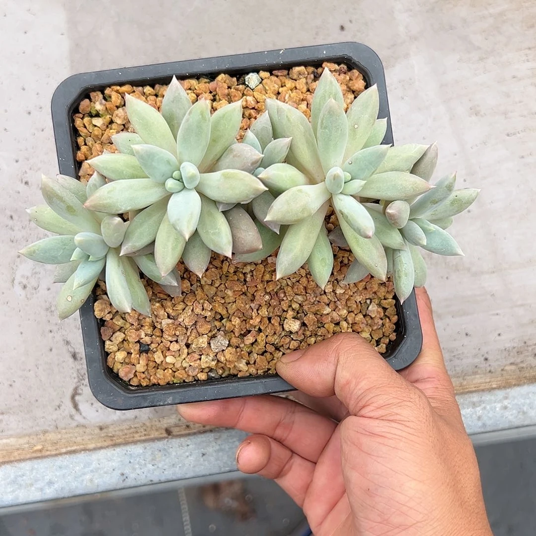 【闪购商品】焦糖哥特