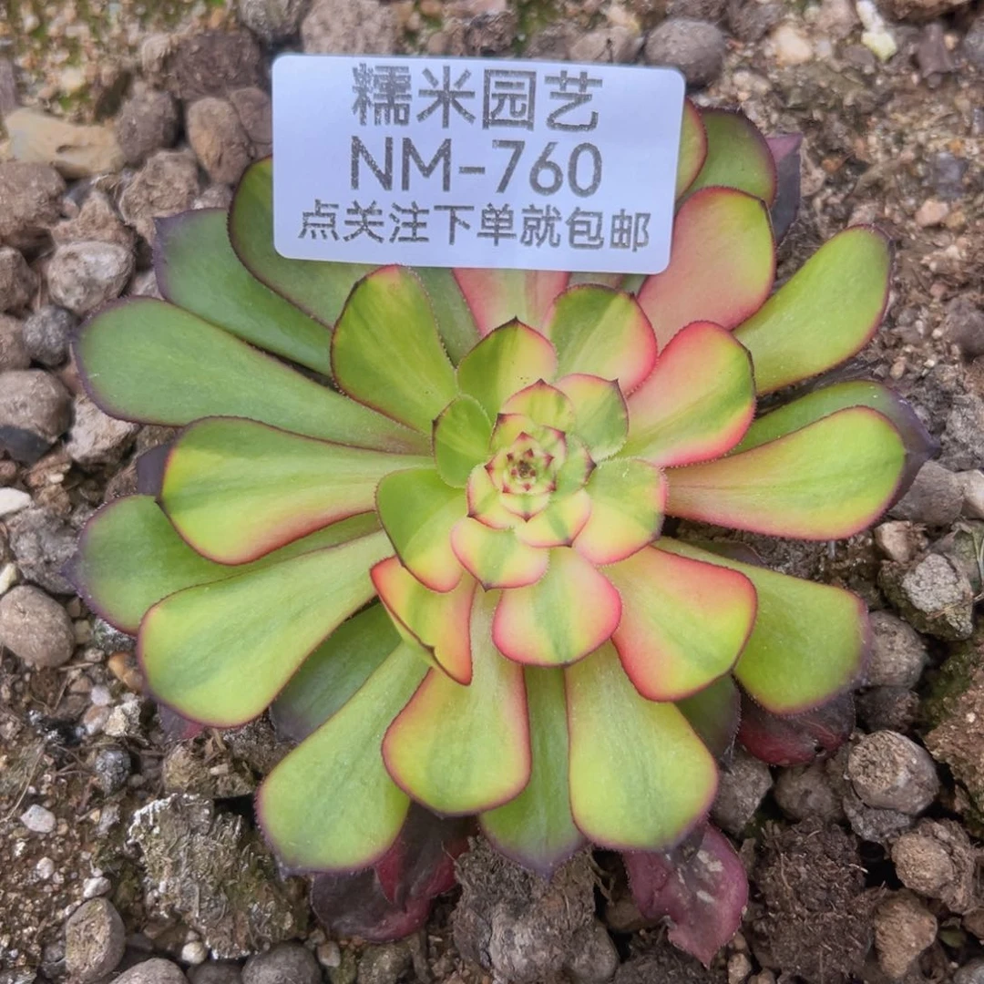 同七彩多肉植物760