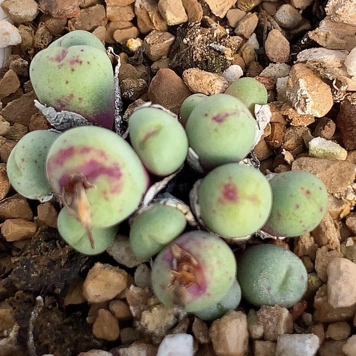 17565小红嘴一颗