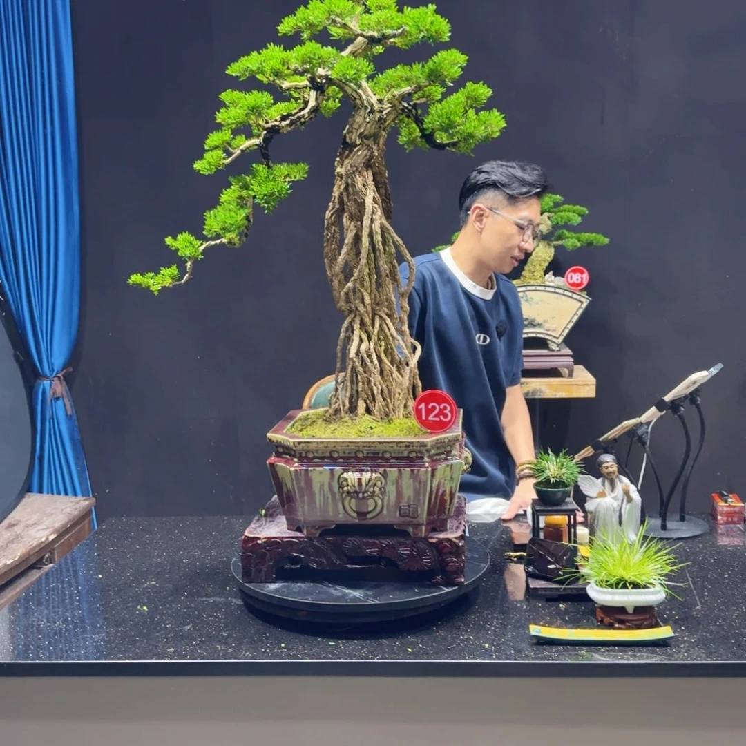 无花朵黄杨室内室外盆景艺术