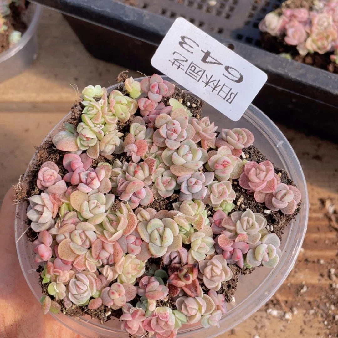 多肉植物多肉植物643