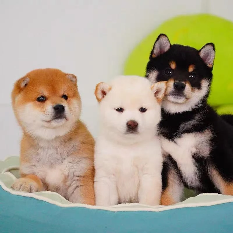 小北 柴犬豆柴白色柴犬黑色柴犬赤色柴犬