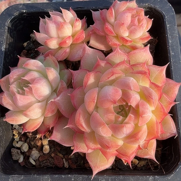 0119-17 女王自然群