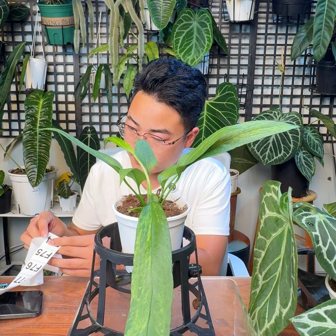 无花朵一物一拍F73维塔领带锦