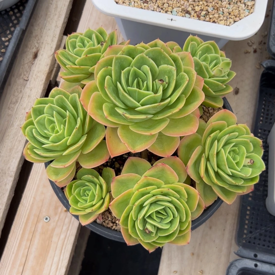 ****l多肉植物多肉植物
