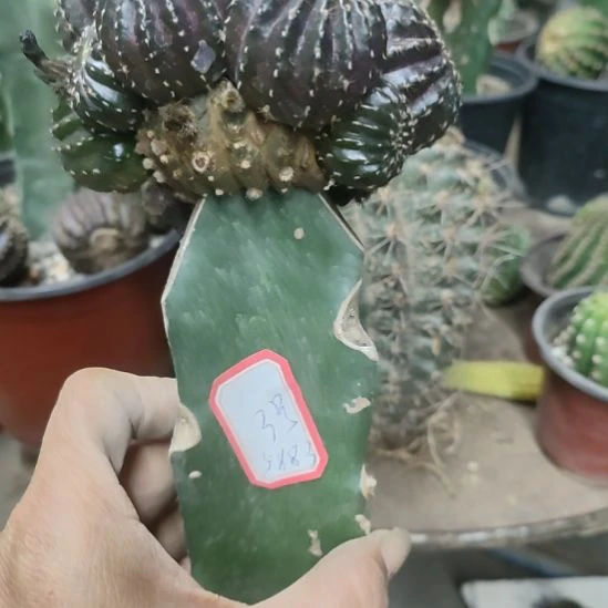 活****仙人球丽花娜米娜群5883