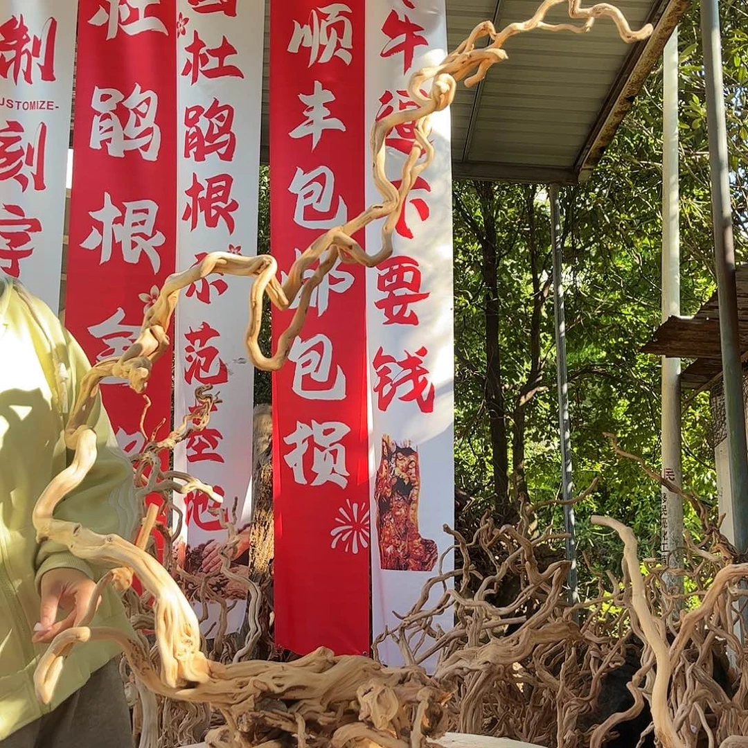 我***洋木我是一只小小鸟地域