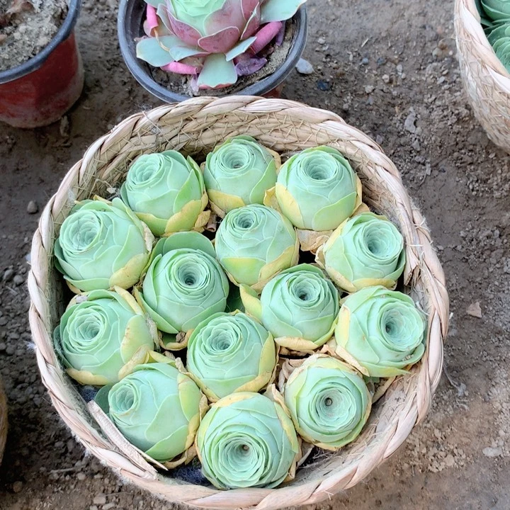 水蜜桃玫瑰2厘米左右15个带框