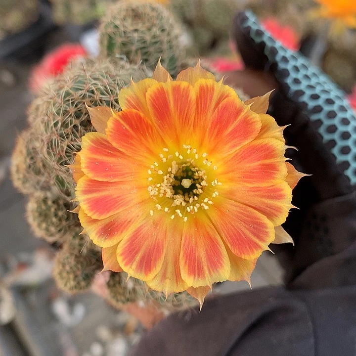 298 侧芽自根丽花6厘米盆