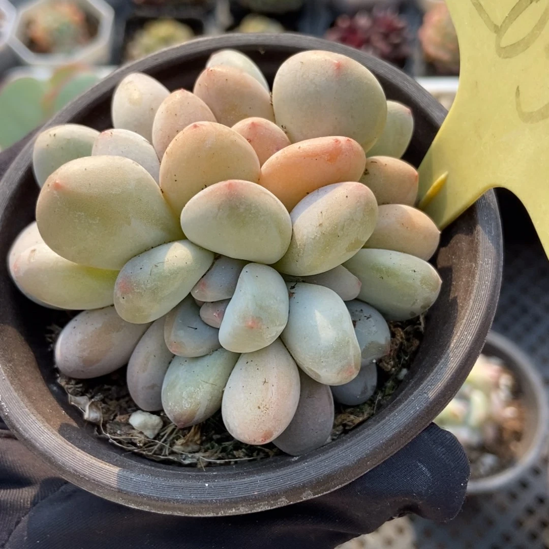 2056香水多肉植物保护