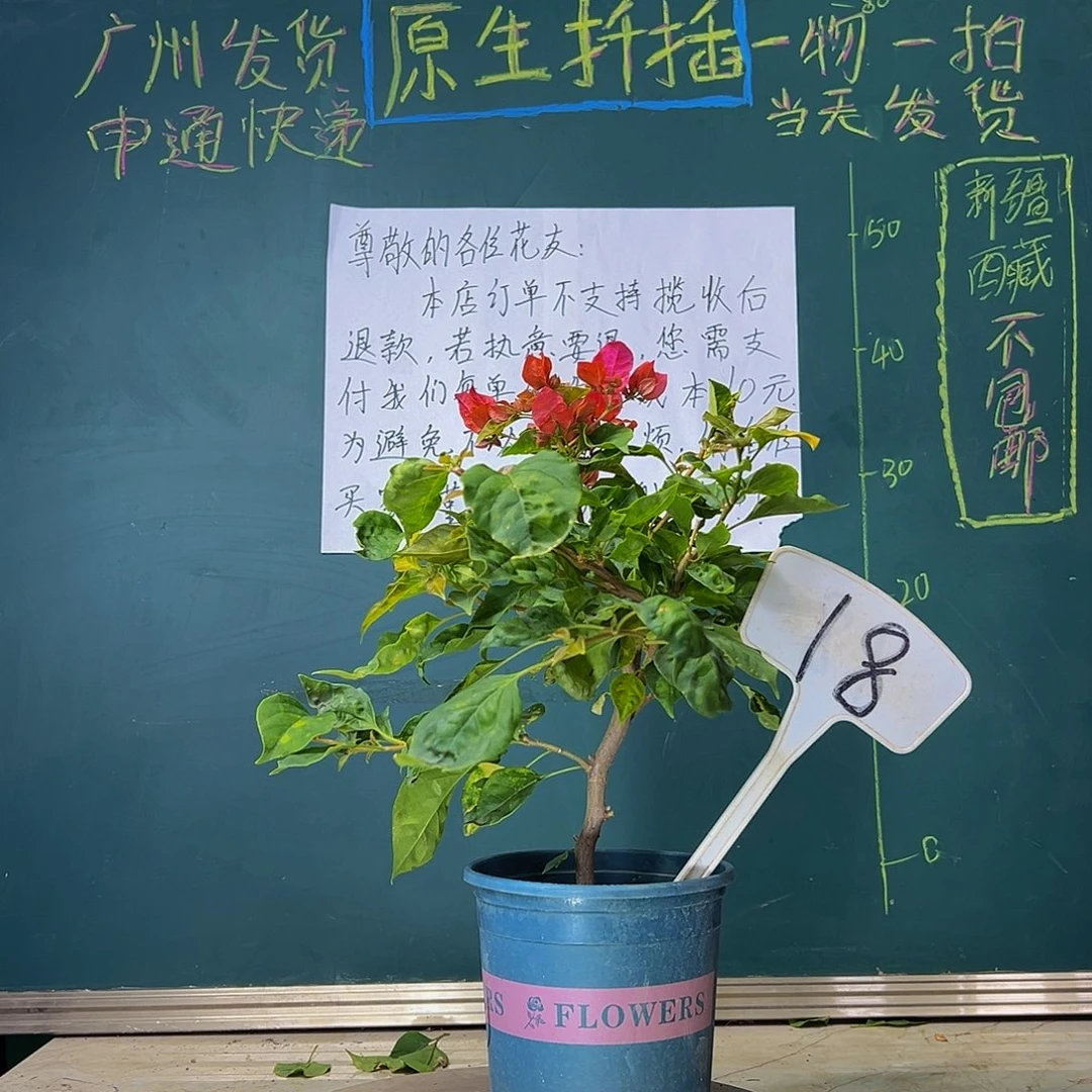 当前无花栽培后可以开花  香港丽人  18