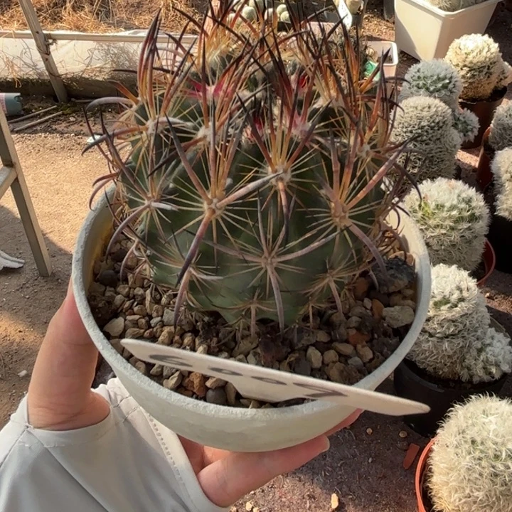 6009实生虎爪玉好养