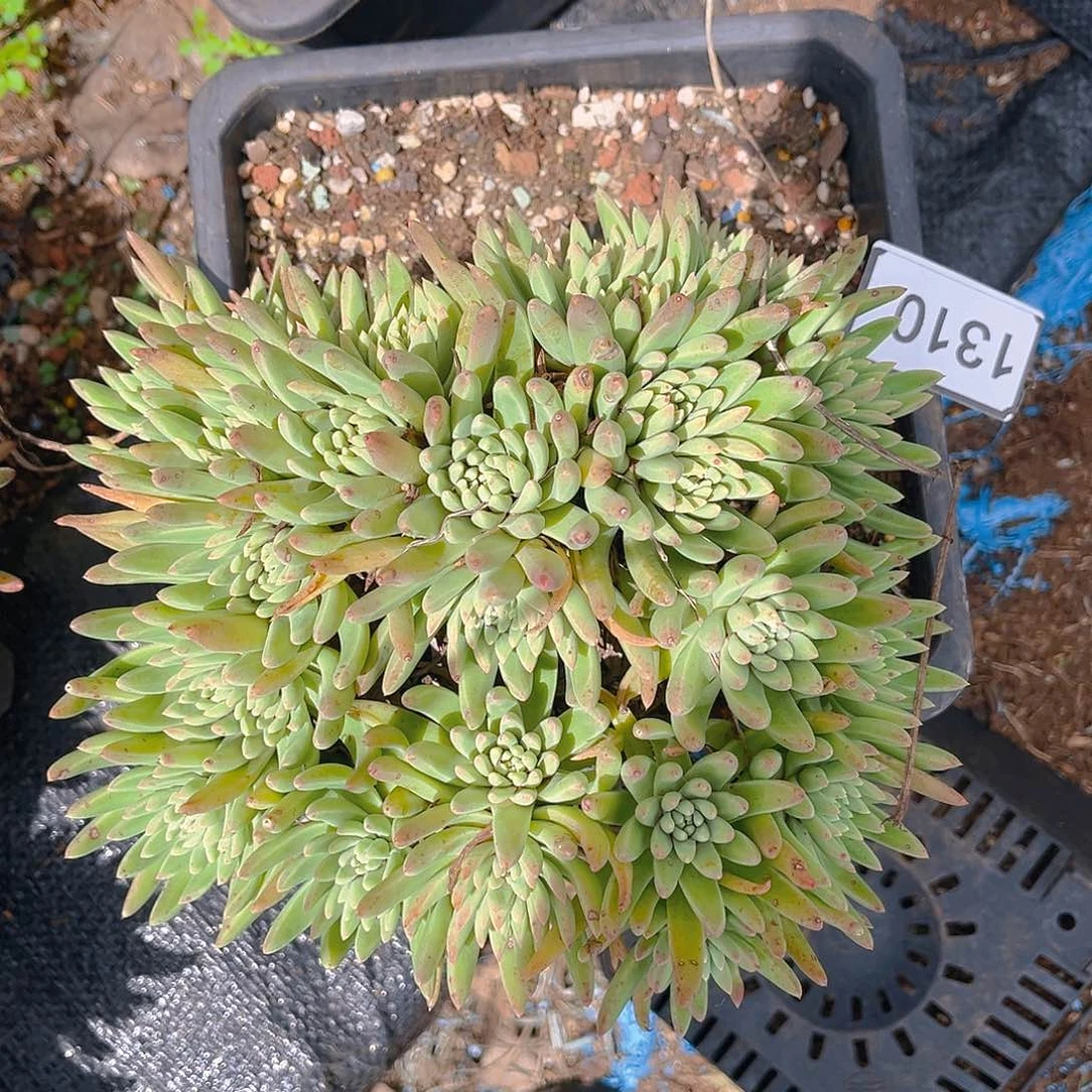 豆***.绿菊大佬装群生131 0