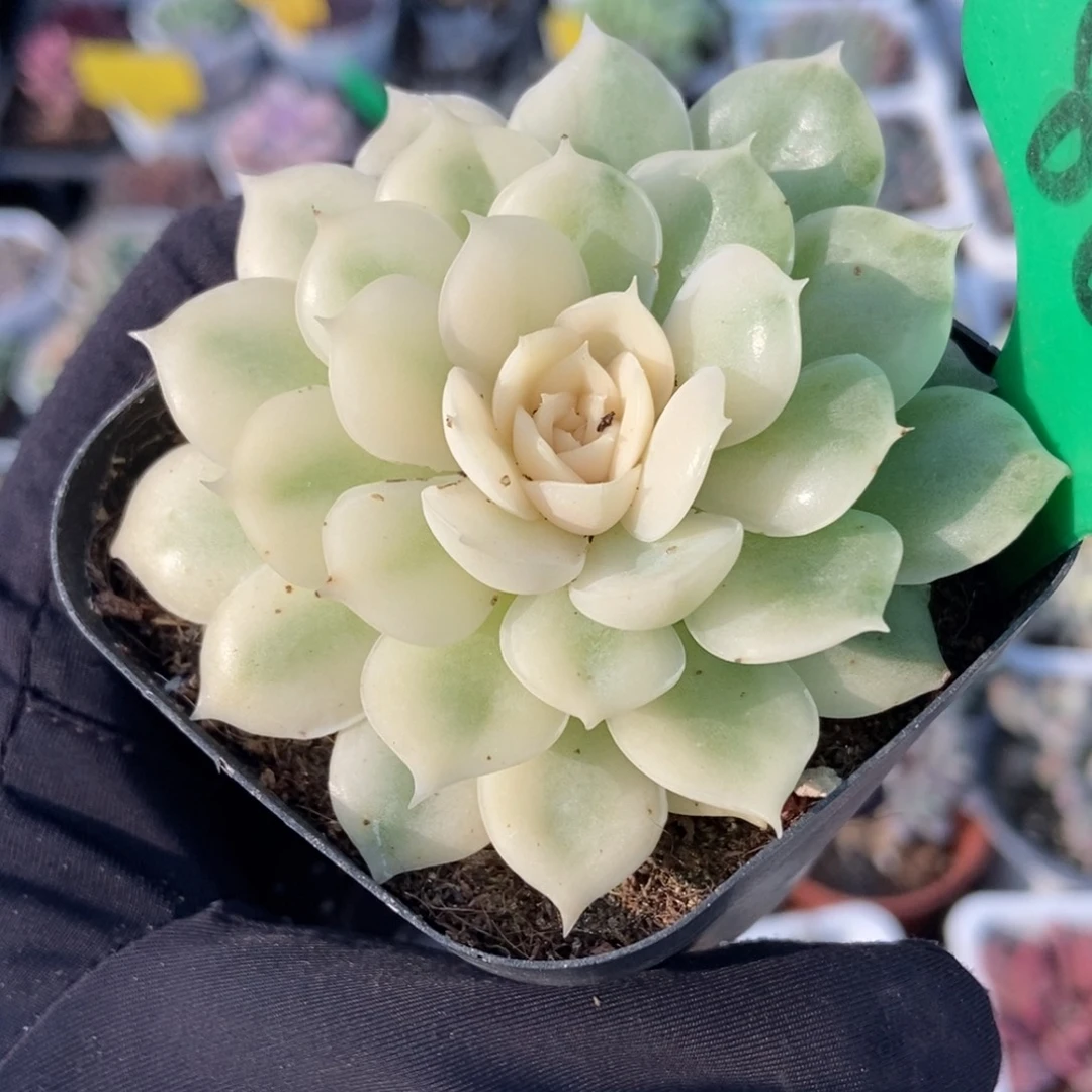 868盎司诺白锦多肉植物