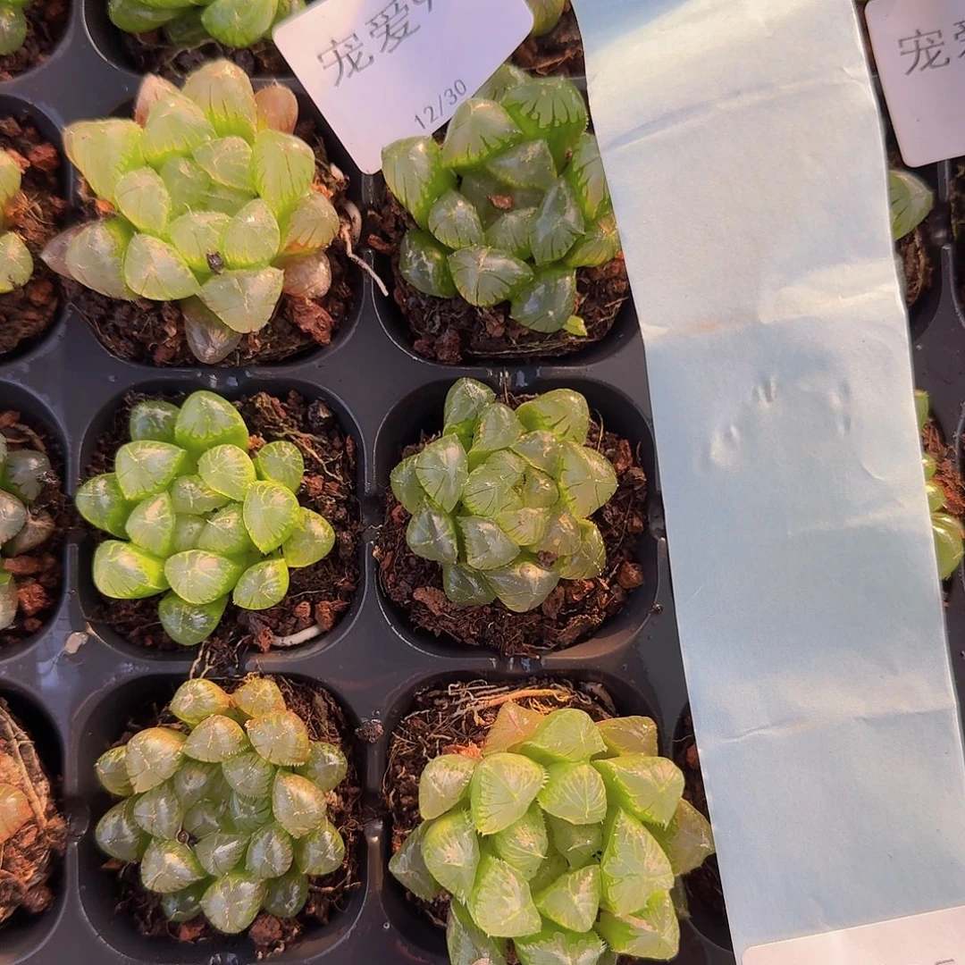 实生玉露一物一拍94