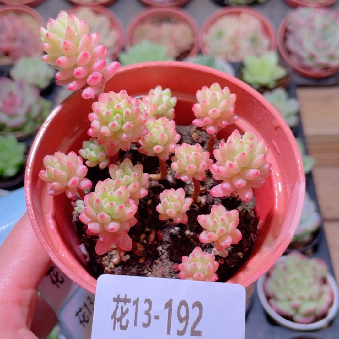 花利美13-192花团锦