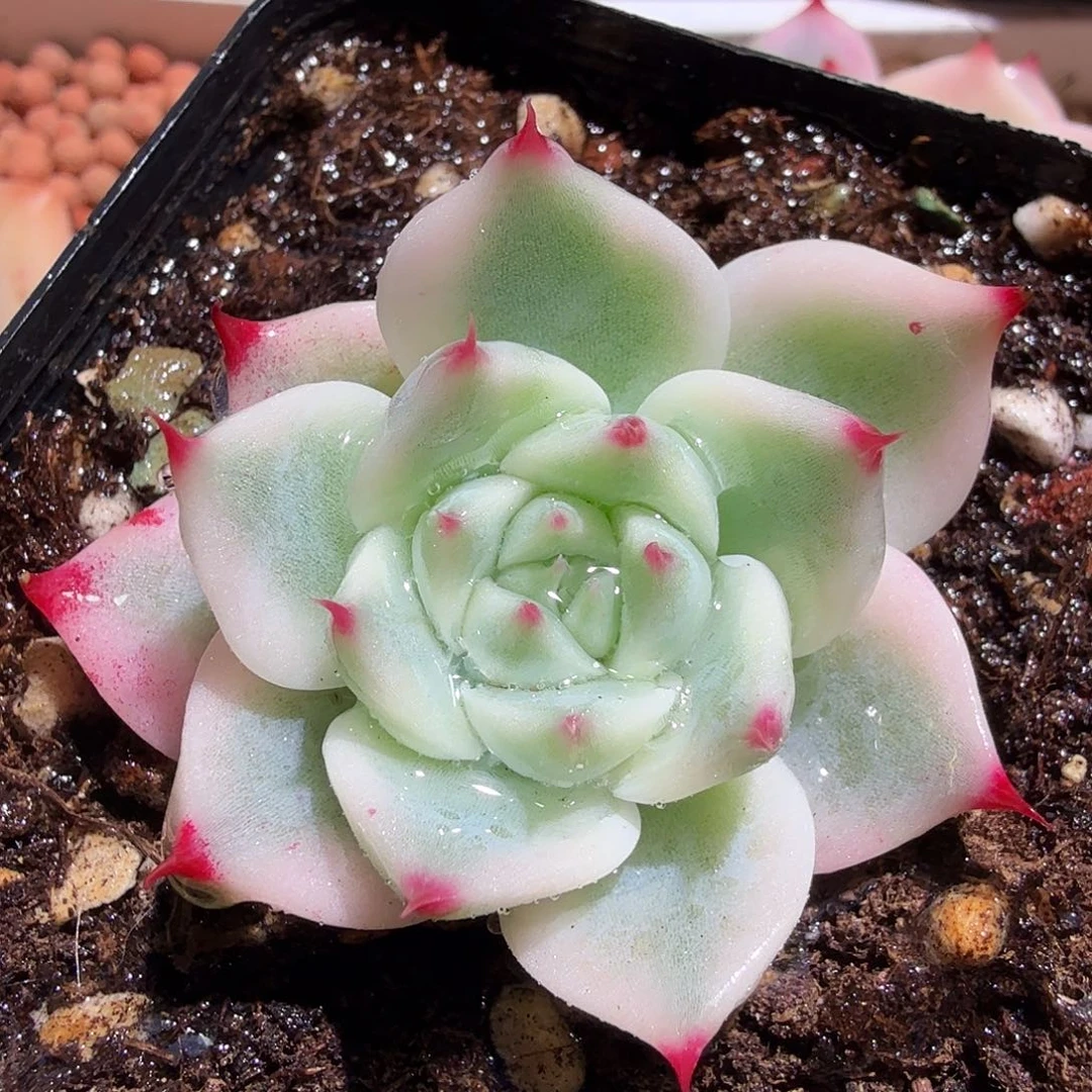 吉娃娃锦，多肉植物