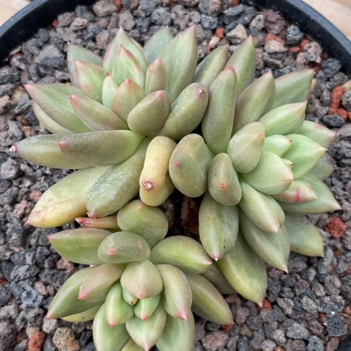 黄胖体米其林3头无砍，满38包邮