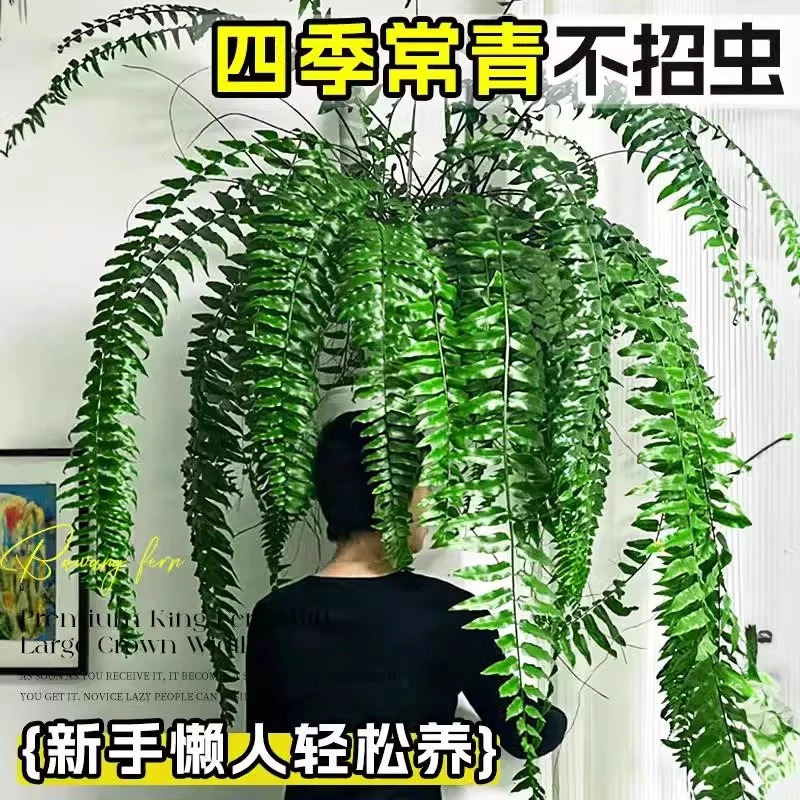 霸王蕨盆栽长叶蕨类植物客厅书房长叶波士顿蕨净化空气耐阴好养