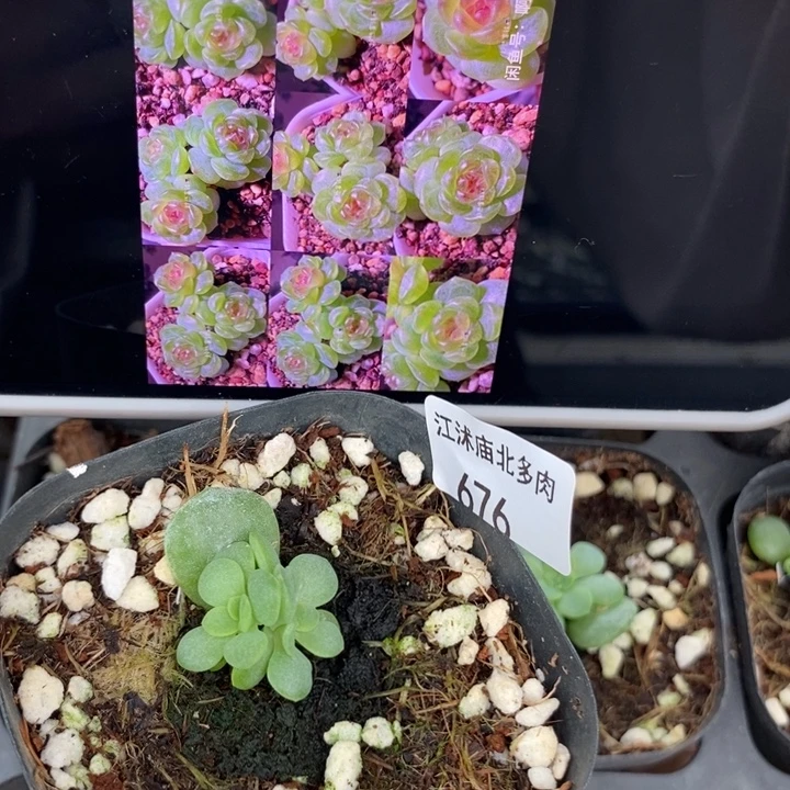 标676西米露1一个多肉
