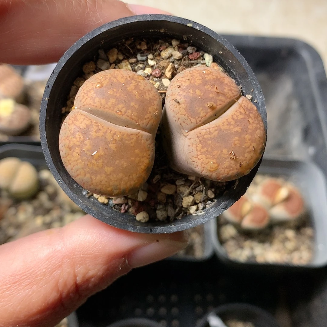 W474多肉植物保护