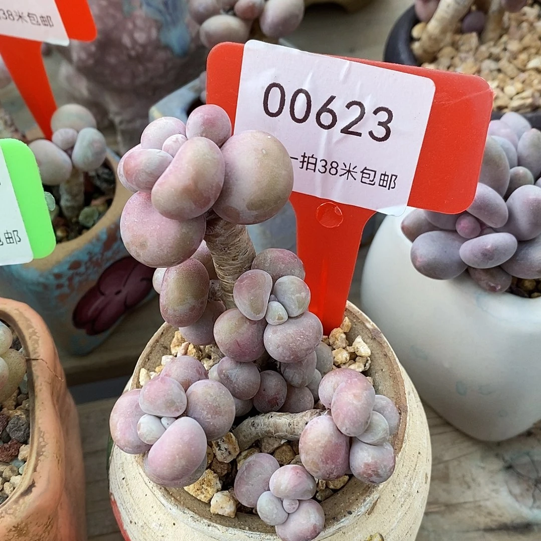 623投诉哦哦托哦哦哦哦