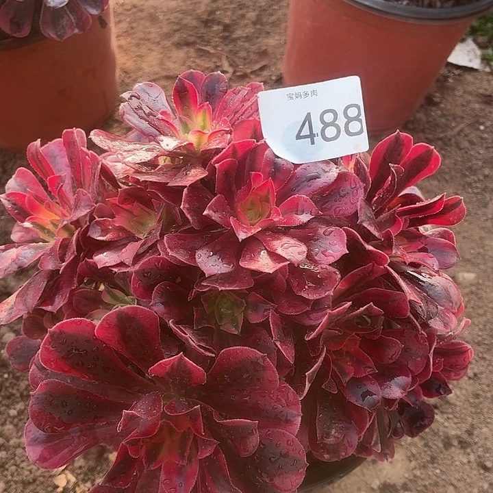 488号一物一拍1棵脱土