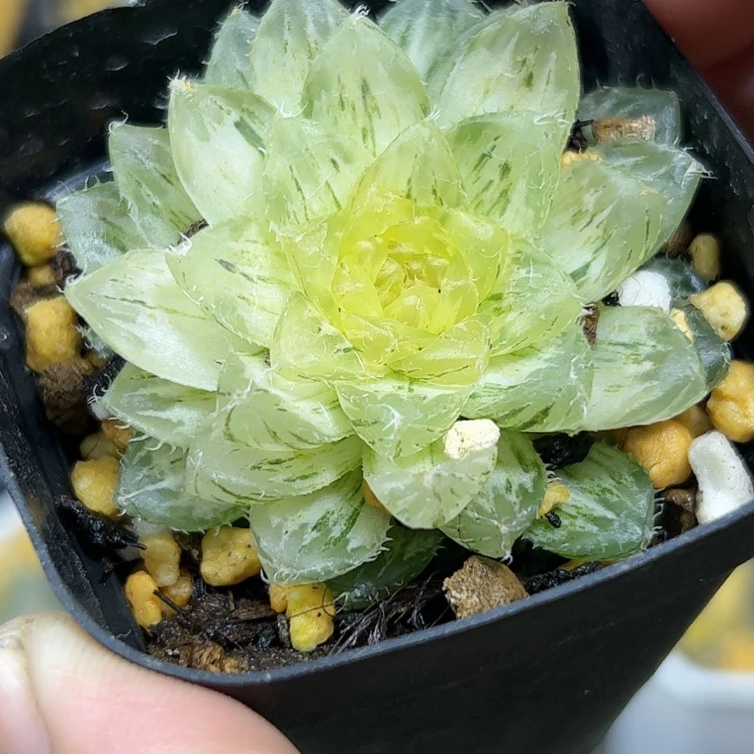 翠云锦十二卷多肉植物