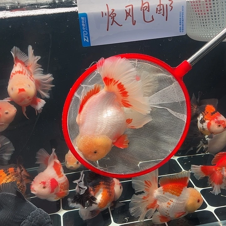 海水鱼大个十二红千zhe