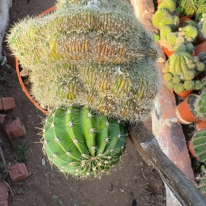 李***蛋无花朵彩草哈哈哈哈哈斤斤计较