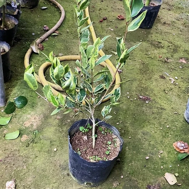 彩叶不知名。