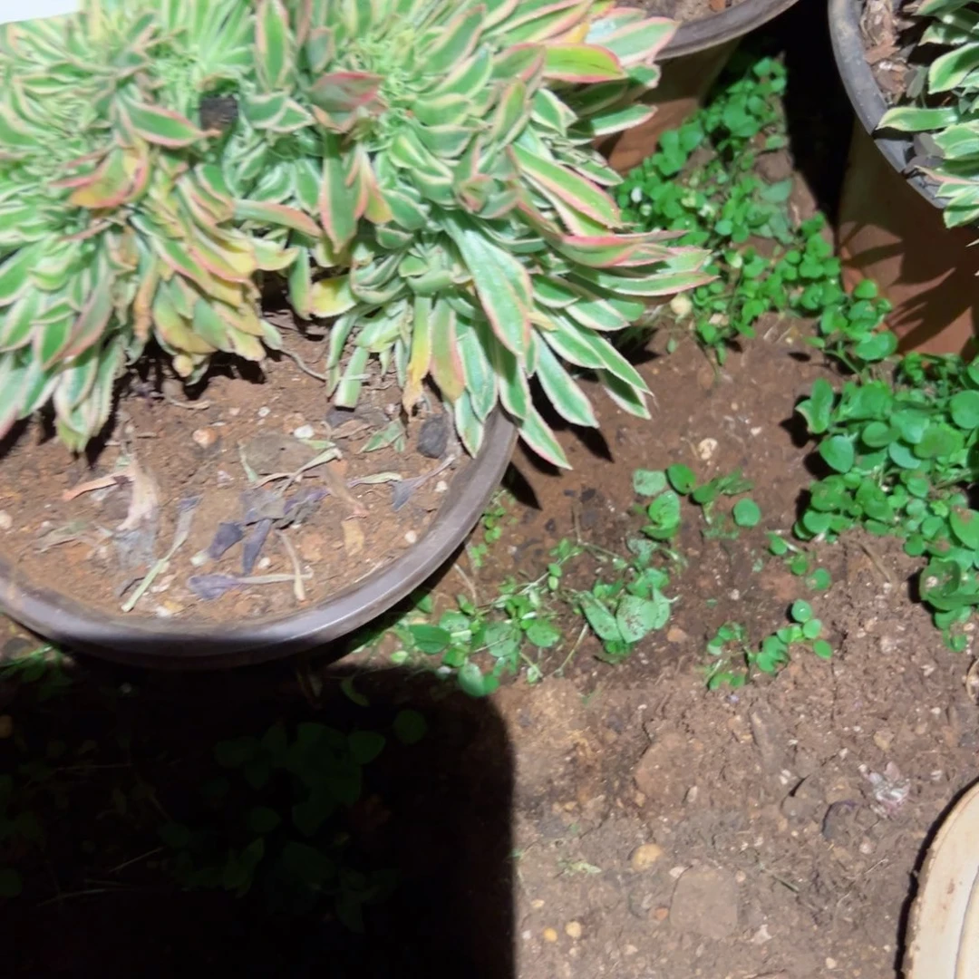 274 号多肉植物福利