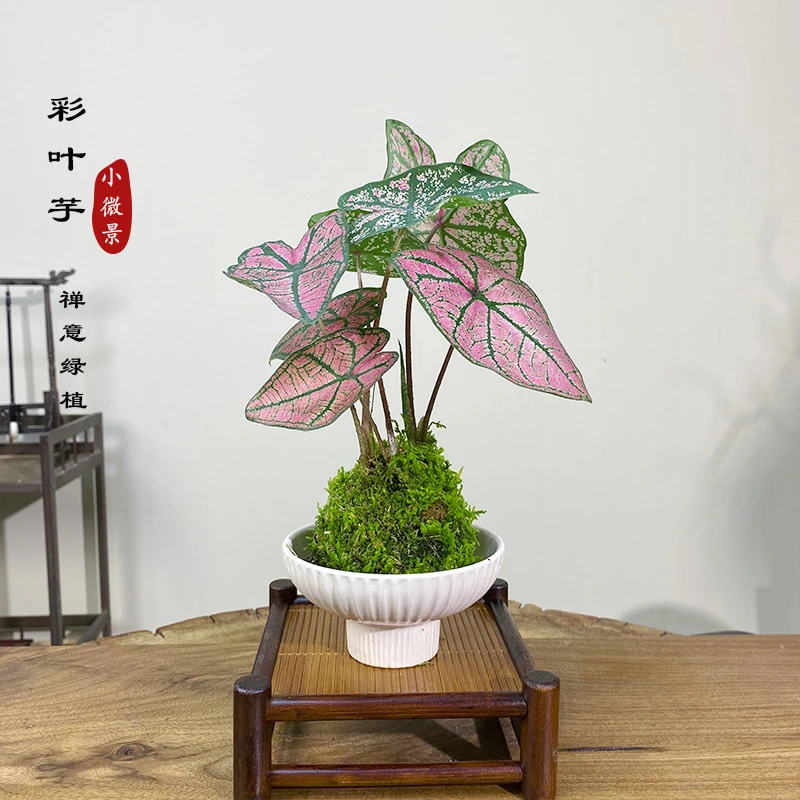【宏展】彩叶芋苔藓球室内茶台书桌好养耐活的苔藓球室内耐阴小植物