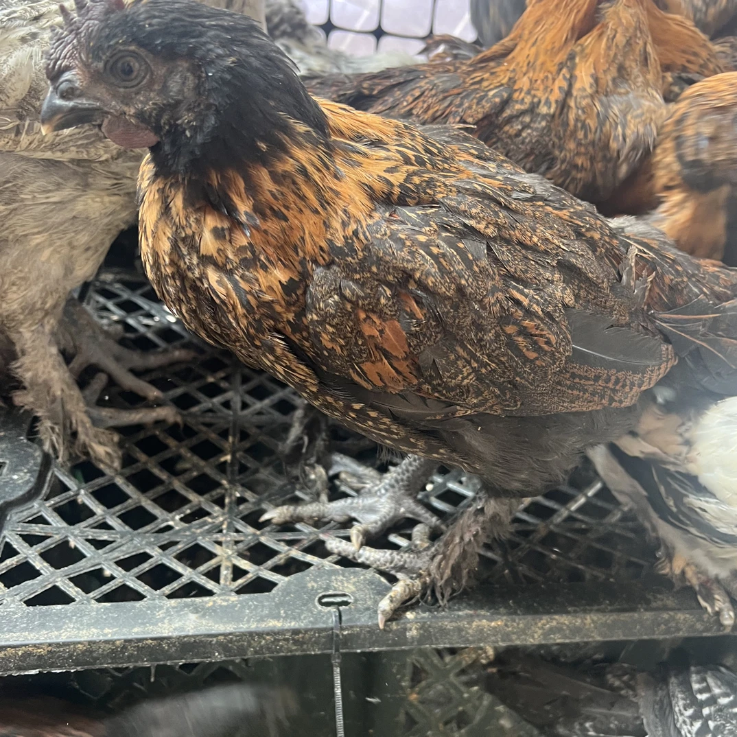 宠物鸡（现场挑抓）岩鹰鸡无量山大毛脚乌鸡宠物鸡1.4-1.6左右活体