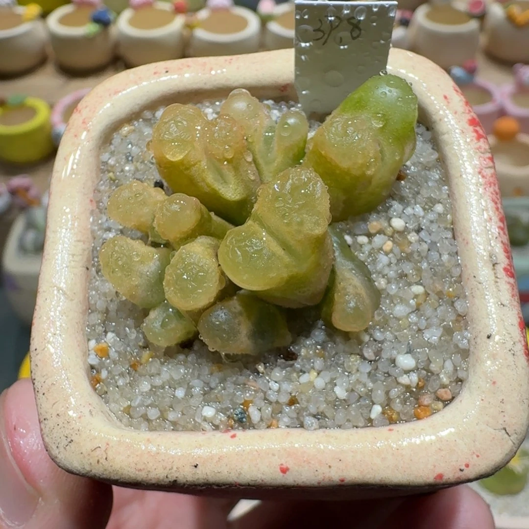 蘑菇1184毛汉尼多肉植物