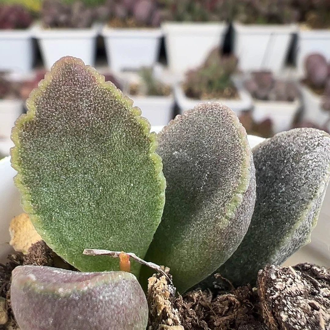 实生新品多肉水泡植物