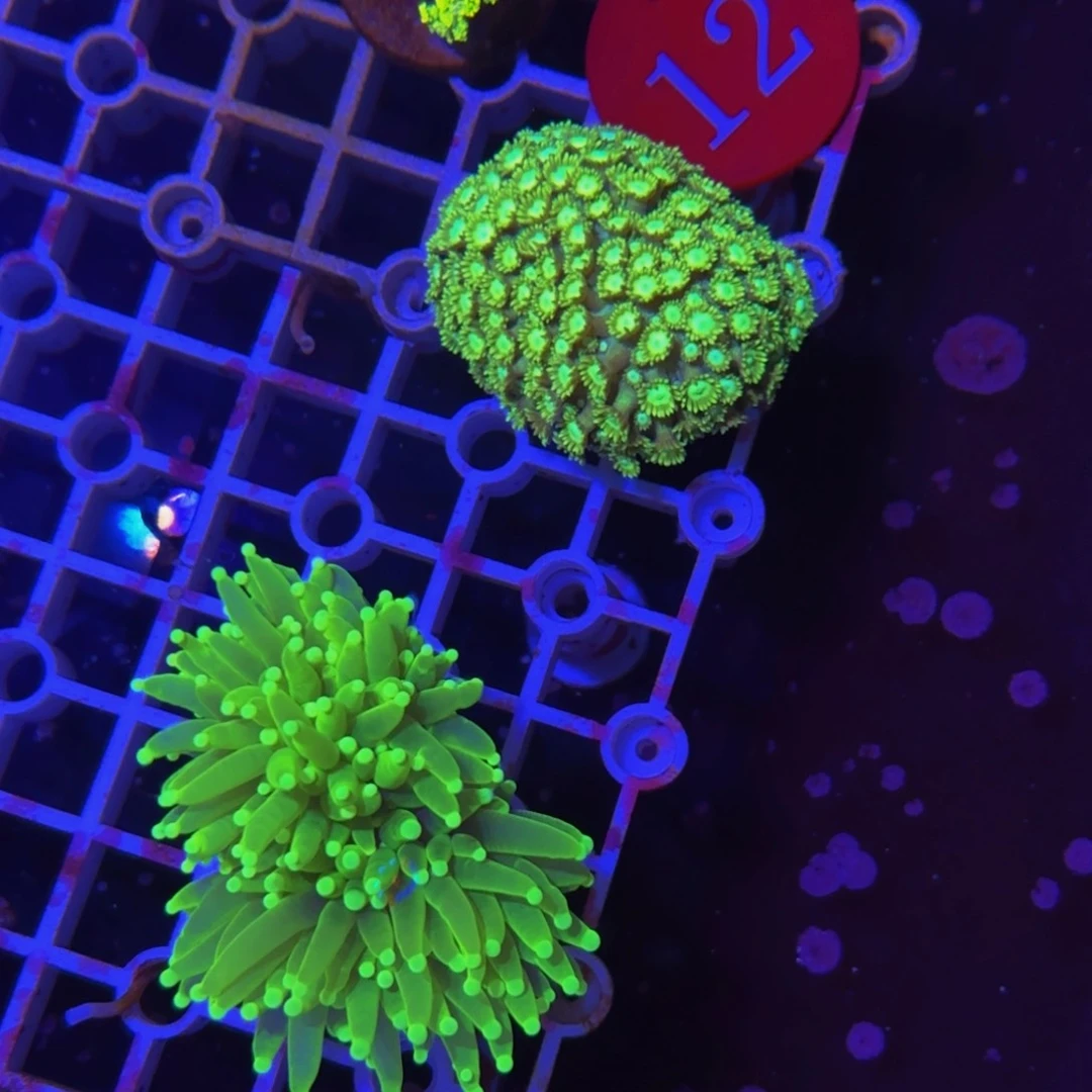 万鱼来朝海水观赏