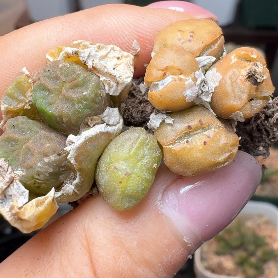 173两颗00000000000